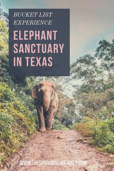 an elephant walking down a dirt road with the words bucket list experience elephant sanctuary in texas