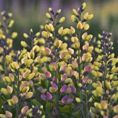 purple and yellow flowers with green leaves in the background