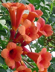 the orange flowers are blooming on the tree