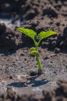 a young plant sprouts from the ground with dirt and rocks in the background