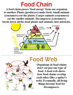 the food chain and food web are shown in two different ways, each with an image of