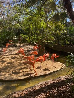 a group of flamingos are standing in the sand near some water and trees,