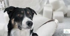 a black and white dog sitting on top of a couch