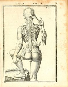 an old book with a drawing of a man's back and neck, showing the muscles