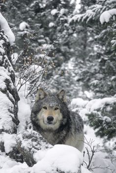 a wolf is standing in the snow near some trees and bushes, looking at the camera