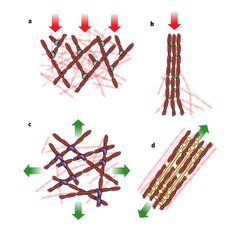 four different types of cell lines with arrows pointing up and down to the same direction