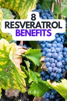 8 Resveratrol Benefits (GUIDE) Resveratrol Benefits, Summer Health, Immune System Boosters, Anti Aging Tips, Natural Care, Good Health Tips, Digestion Problems, Health Advice, Healthy Living Tips