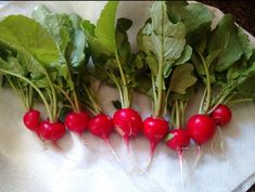 some radishes are laying on top of a towel and ready to be eaten