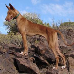 a brown dog standing on top of a pile of rocks