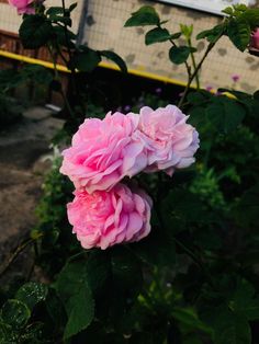 pink flowers blooming in the middle of a garden