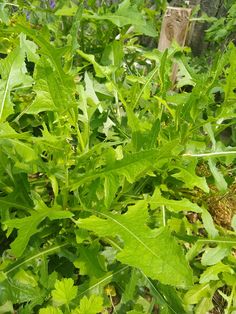 green plants growing in the ground next to a fence