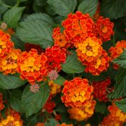 orange and yellow flowers with green leaves