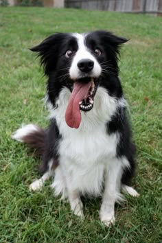 a black and white dog sitting in the grass with its tongue hanging out, looking at the camera