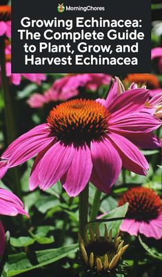 purple flowers with the title growing echinacea the complete guide to plant, grow, and harvest