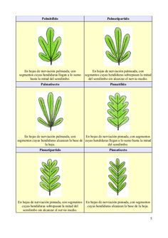 four different types of leaves in spanish