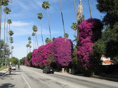 a car driving down a street next to tall palm trees and purple flowers on the bushes