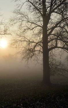 the sun is setting behind some trees in the foggy field with no leaves on it