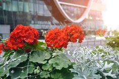 red geranias and green leaves in front of a building with a large glass window