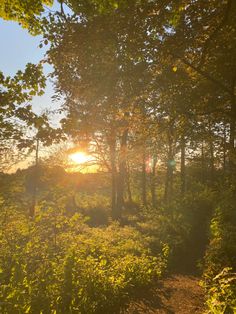 the sun is shining through the trees in the woods