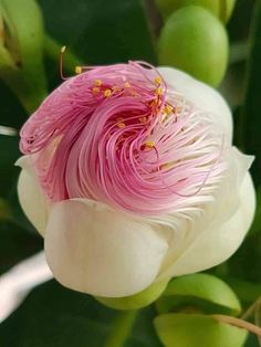 a pink and white flower with green leaves