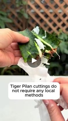 a person holding up a piece of paper with the words tiger pllan cuttings do not require any local method