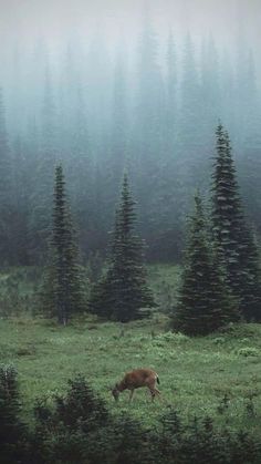 a deer in the middle of a field surrounded by pine trees on a foggy day