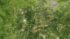 some purple flowers and green grass in the daytime sun, with only one flower visible