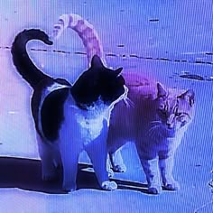 two cats standing next to each other in front of a tv screen with the same image on it