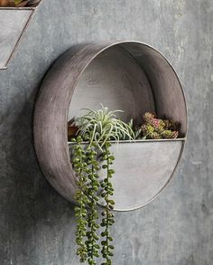 some plants are hanging on the side of a wall with metal circular shelves and hooks