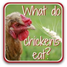 what do chickens eat? sticker with an image of a chicken and a stalk of wheat