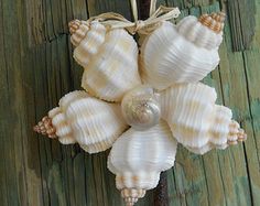 a bunch of seashells hanging from a string on a wooden table with wood boards in the background