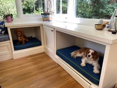 two dogs sitting on their beds in the kitchen