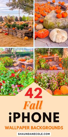 four photos with pumpkins and flowers in the foreground text reads 42 fall iphone wallpaper backgrounds