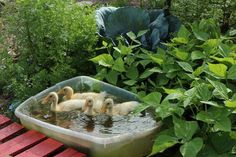 three ducks are swimming in the water near green plants and bushes on a wooden bench