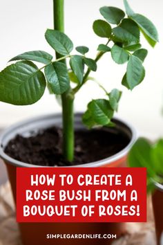 a potted plant with the words how to create a rose bush from a bouquet of roses