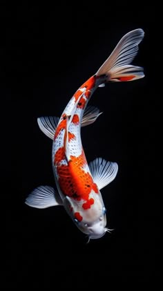 an orange and white koi fish swimming in the dark water with its mouth open