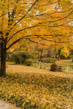 an autumn scene with yellow leaves on the ground and a tree in the foreground