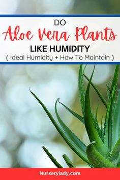 aloe vera plants with text overlay that says do aloe vera plants like humidify?