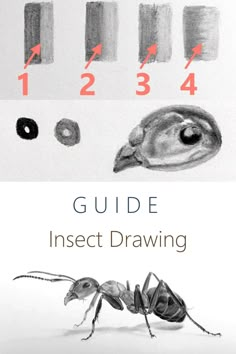 an insect is shown with numbers on it and the words guide to insect drawing written in red