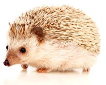 a hedgehog is standing on its hind legs and it's head turned to the side