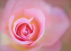 the center of a pink rose is shown in close up mode, with soft focus on the petals