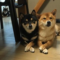 two dogs sitting next to each other on the floor in front of a wooden table