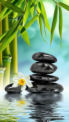 some black rocks with white flowers and bamboos in the background, water is reflecting on the surface