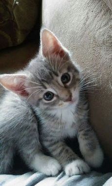 a small kitten sitting on top of a couch