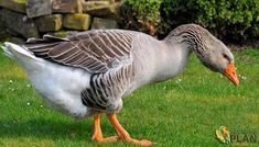 a goose is standing in the grass with its wings spread out and it's head down