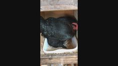 a large black chicken standing inside of a wooden box