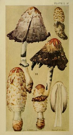 an image of different types of mushrooms