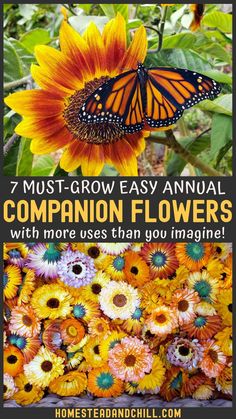 an orange butterfly sitting on top of a sunflower with the words, 7 must - grow easy annual companion flowers with more uses than you imagine