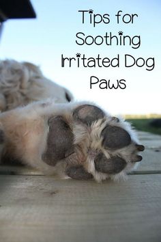 a dog laying on its back with it's paw in the air and text that reads tips for soothing irritated dog paws