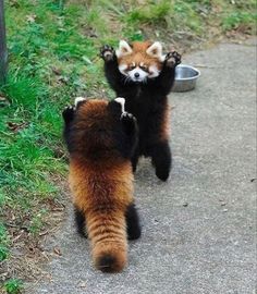 two brown and black animals standing next to each other on a dirt road near grass